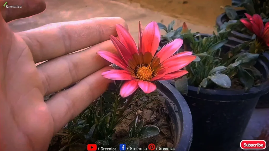 Gazania-flower-season

