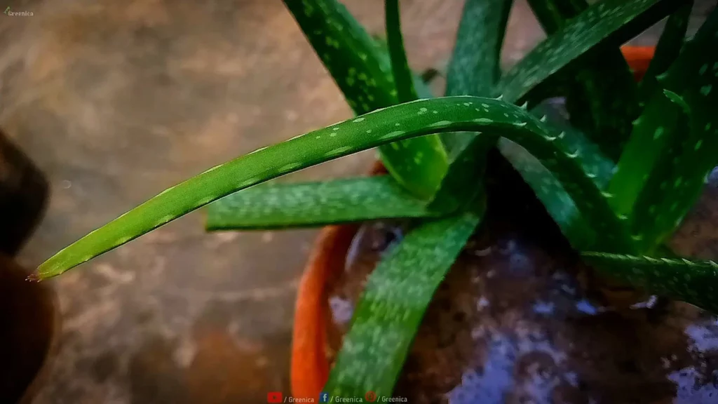 Aloe-Vera-Plant-Leaf 