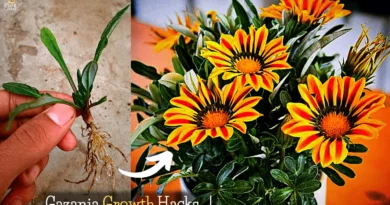 gazania-flower