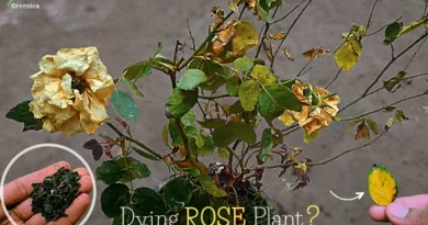 rose-plant-dying