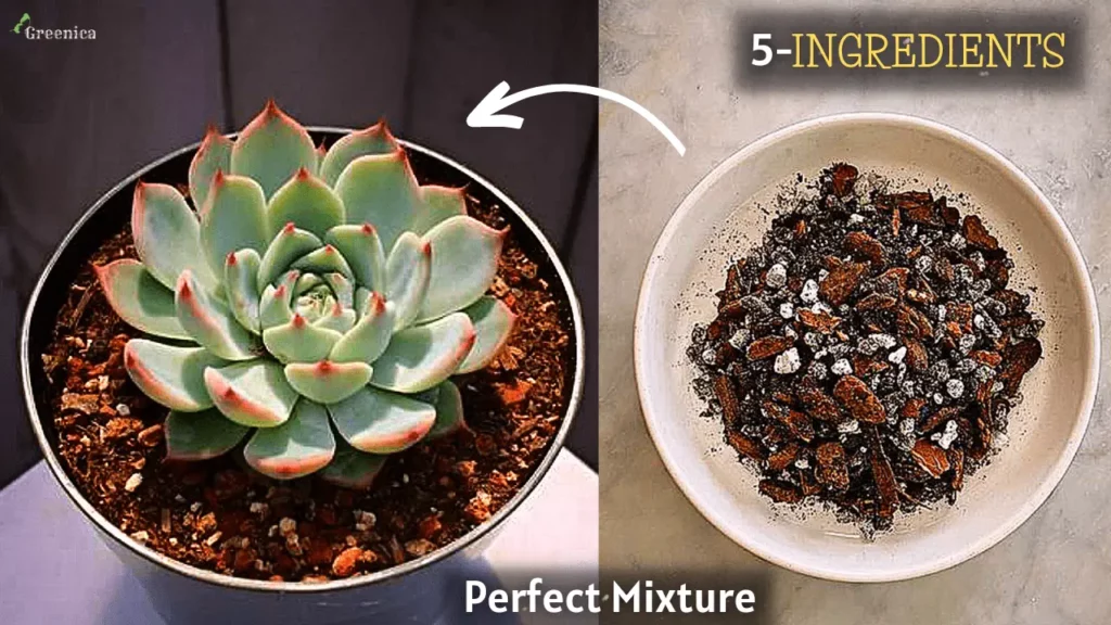 Best-potting-soil-mix-for-succulents

