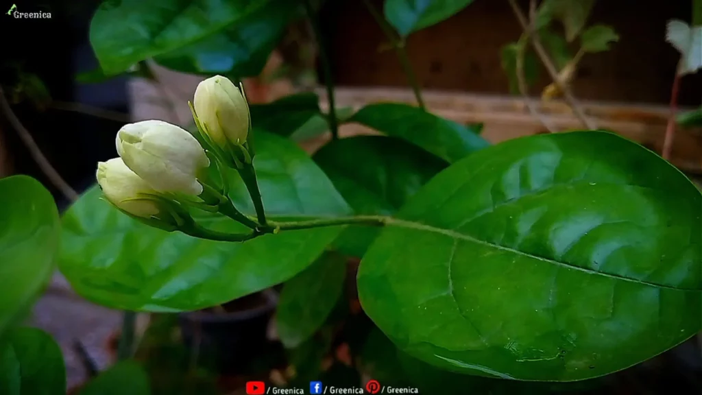 Jasmine-Flower-Buds