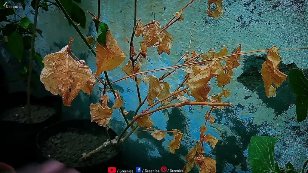 Indoor-jasmine-plant
