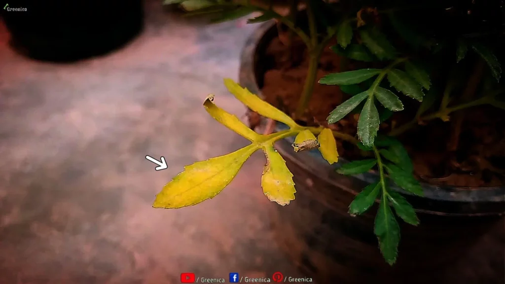 Marigold-flower-companion-planting
