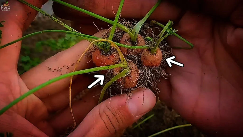 Carrot-Roots-Stuck-in-One-Another