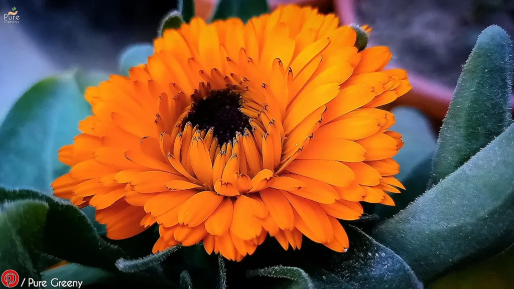 How-to-care-for-calendula-plants