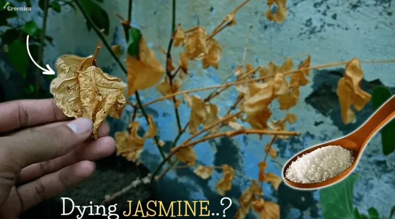 jasmine-plants