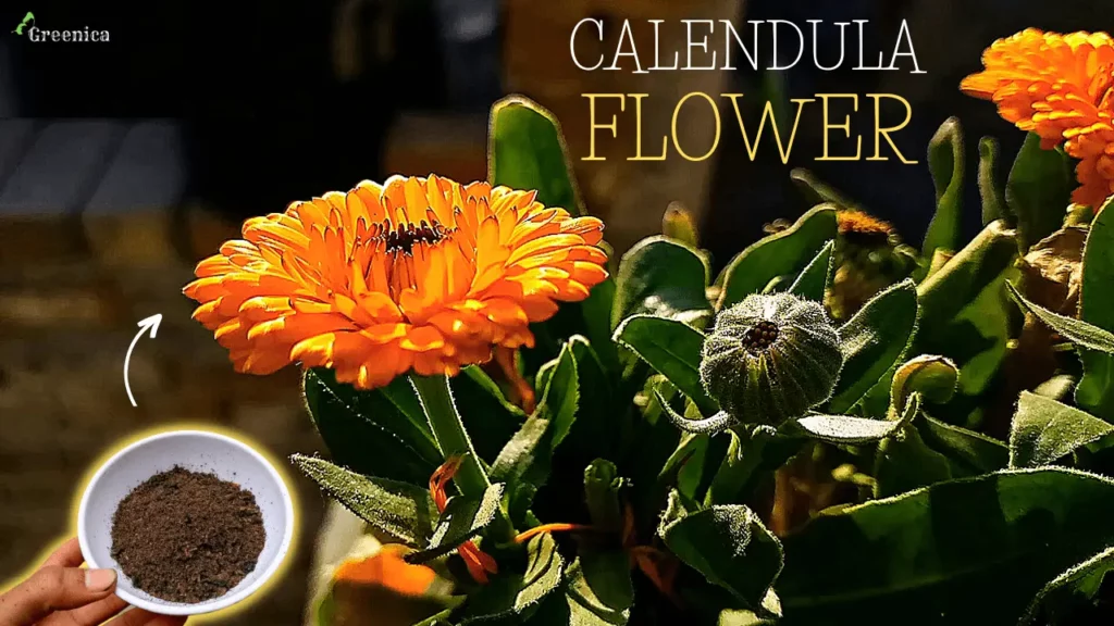 Calendula-flower-plant-care