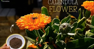 calendula-plant-care