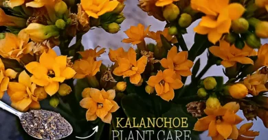 kalanchoe-plant-care