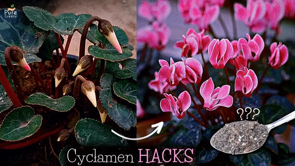 Care-for-cyclamen-plant
