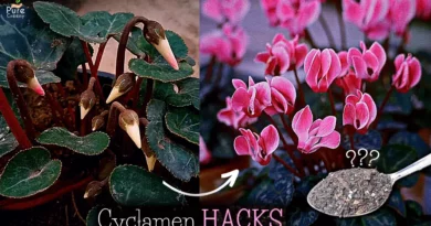 cyclamen-plant-care