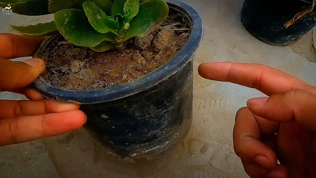 Pot-Size-For-Kalanchoe-Plant