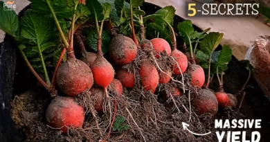 how-to-grow-radishes-in-pots