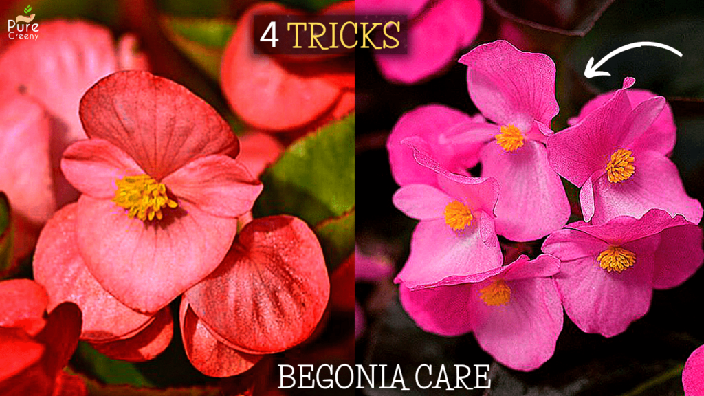 how-to-care-begonia-plant