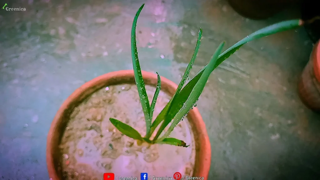 Tuberose-Plant