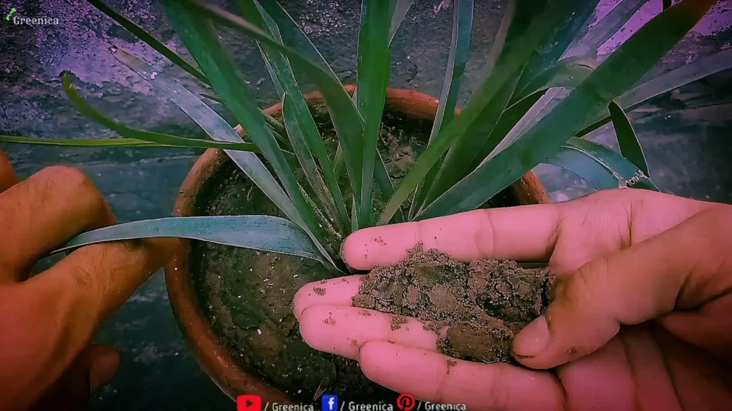 Buy-tuberose-plant
