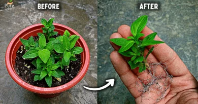 how-to-grow-petunias-from-cuttings