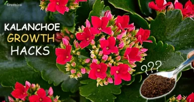how-to-grow-a-kalanchoe-plant