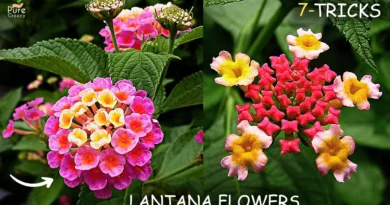 lantana-plant-care
