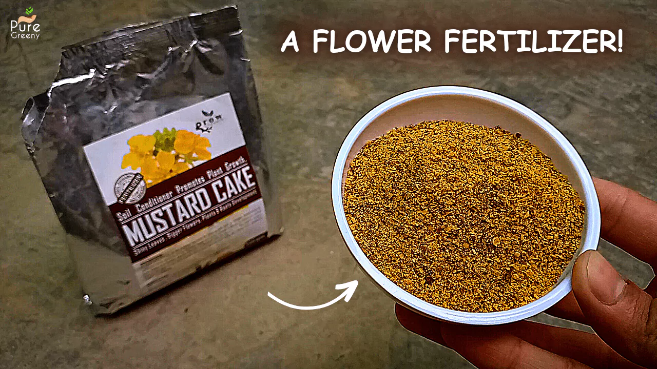 Mustard Cake For Plants/Sarso Khali Plant Fertilizers Of Home Garden