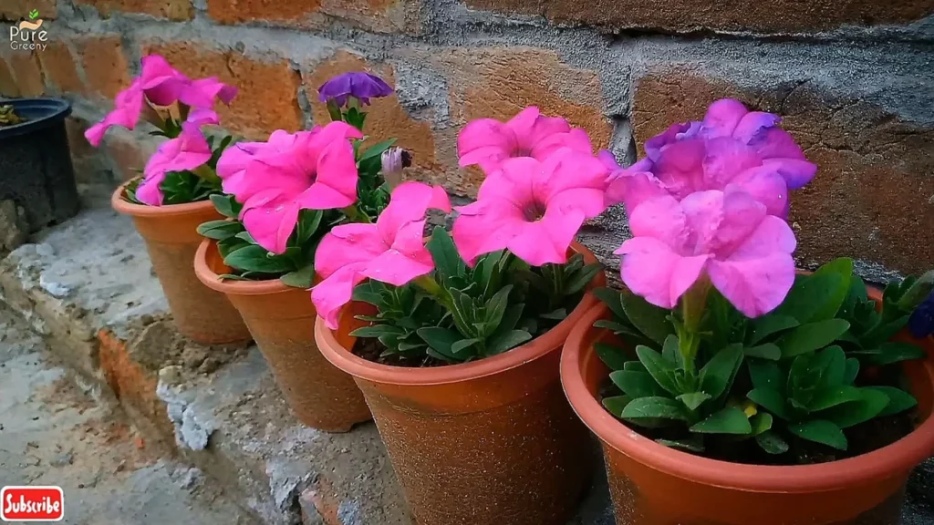 After-34 Days-Of-Growing-Petunia-Plants-From-Cuttings