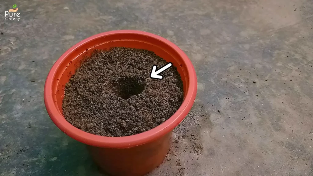 how-to-grow-wave-petunias-from-cuttings
