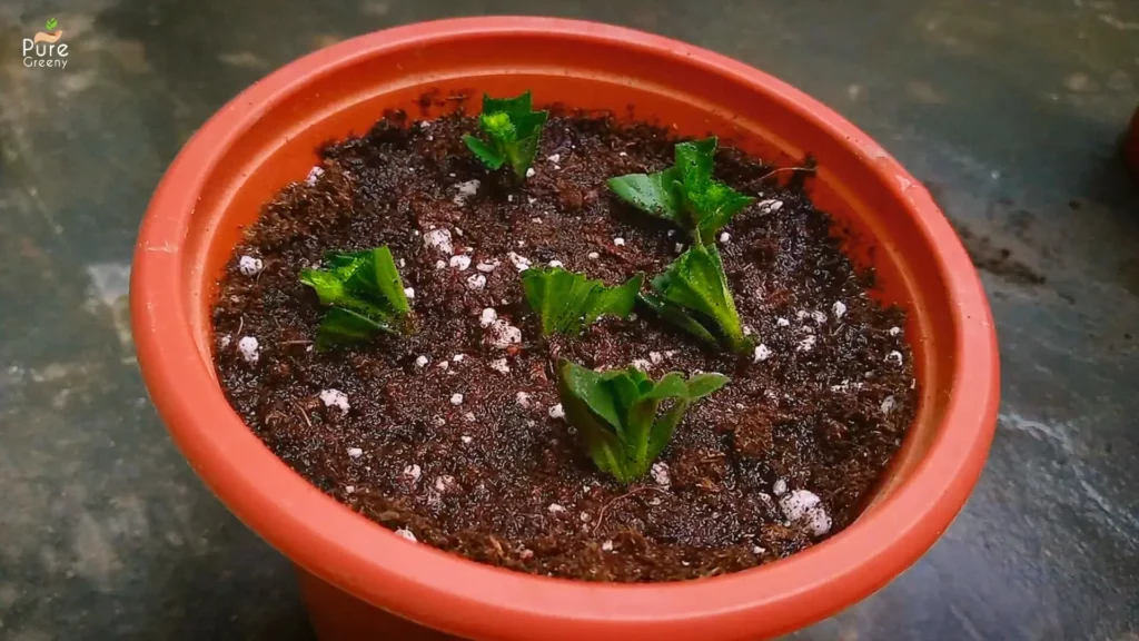 Petunia-Cuttings-Ready-to-Grow