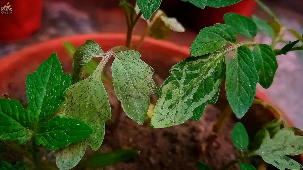 Leaf Miners Attack on Tomato Seedlings
