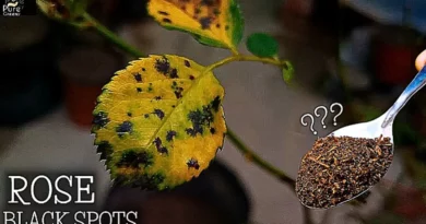 black-spots-on-rose-leaves