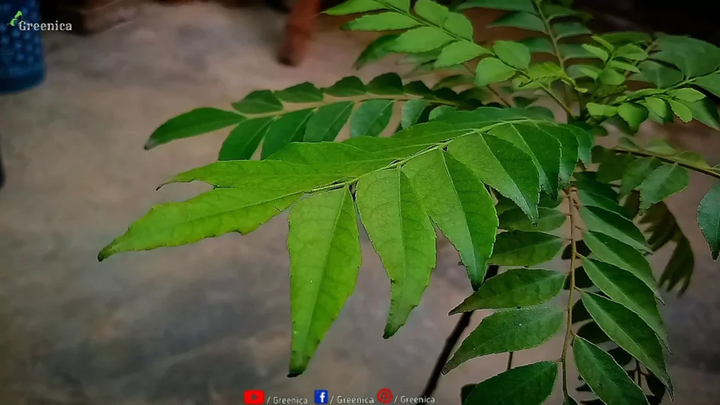 Curry Leaf Plant Leaves