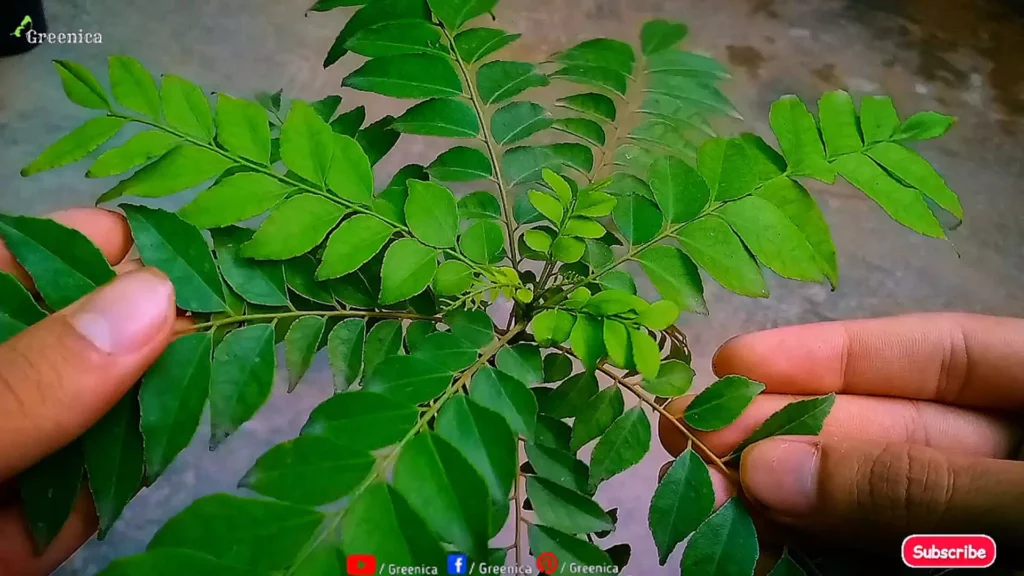Curry Leaf Plant In Hand