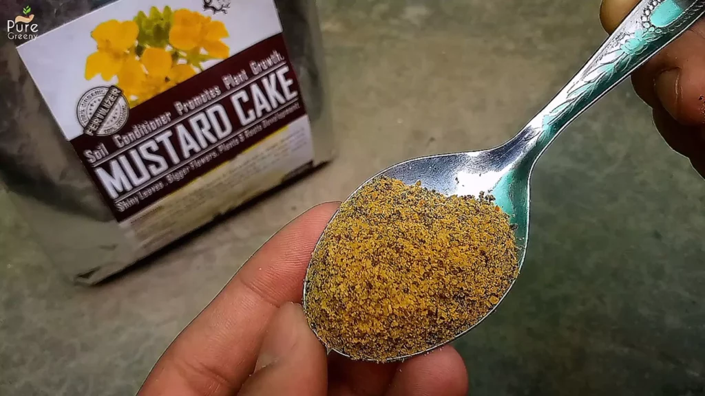Mustard-Cake-Powder-in-Spoon
