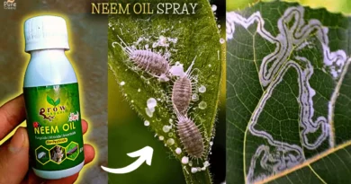 how-to-make-neem-oil-spray-for-plants