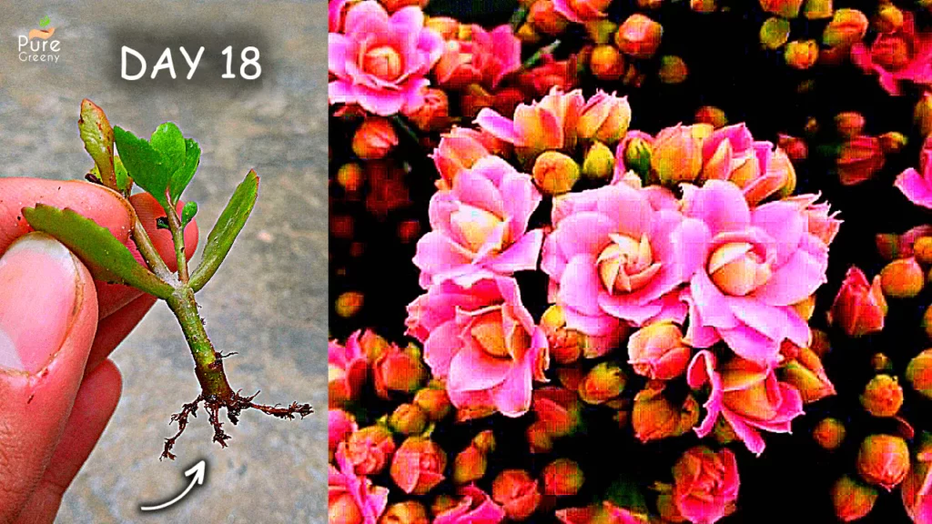 how-to-propagate-kalanchoe-plant
