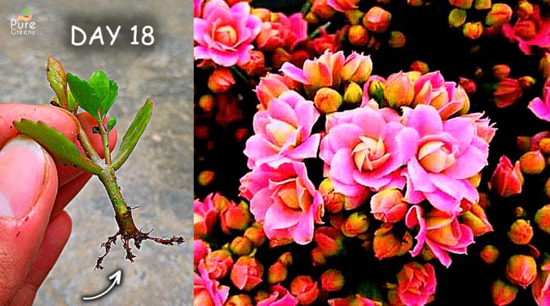 how-to-propagate-kalanchoe-plant