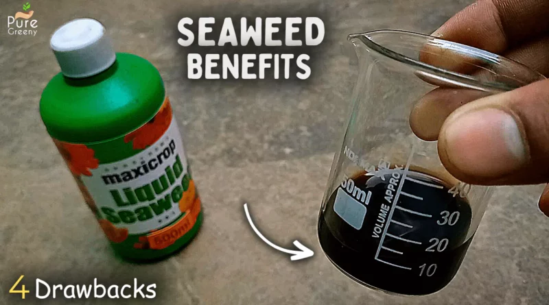 organic-seaweed-fertilizer
