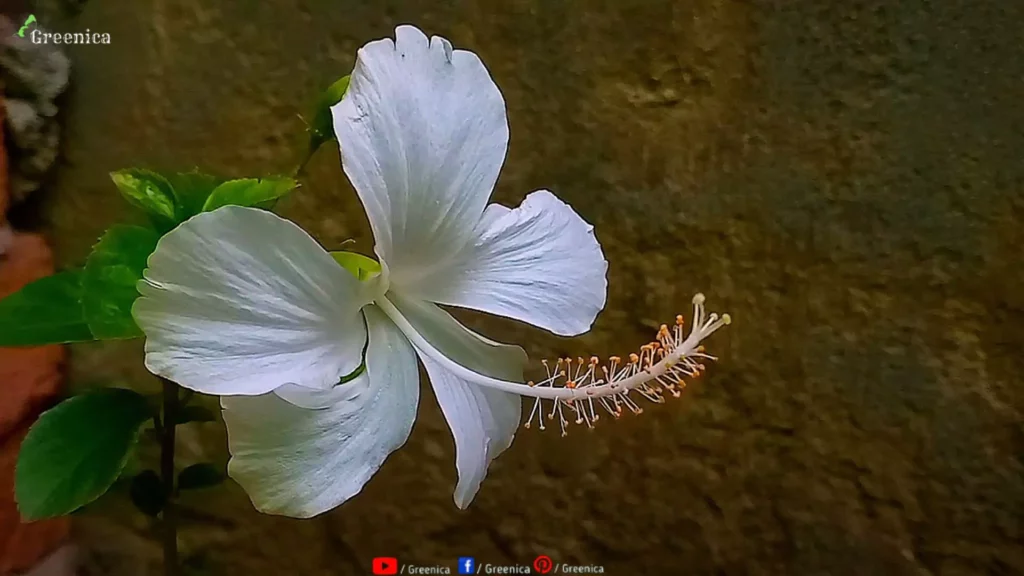 White-Hibiscus-Flower