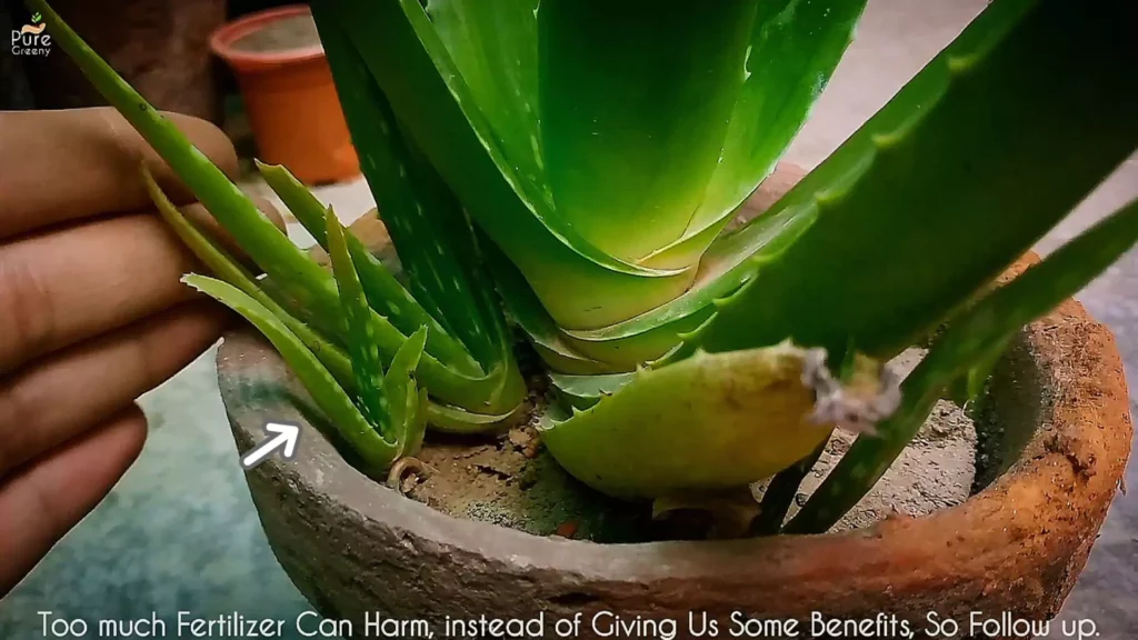 Aloe Vera Plant Pups