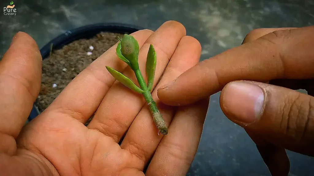 Kalanchoe-Plant-Cutting