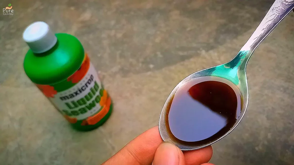 Seaweed-Liquid-In-Spoon
