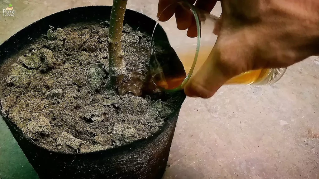 Adding-Seaweed-Liquid-In-The-Soil