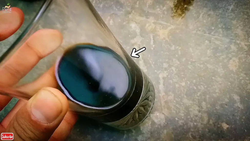 Seaweed-Liquid-In-A-Glass