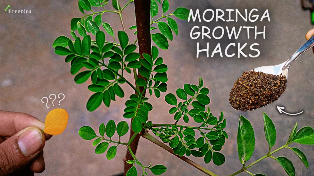 how-to-grow-moringa-tree-from-seeds