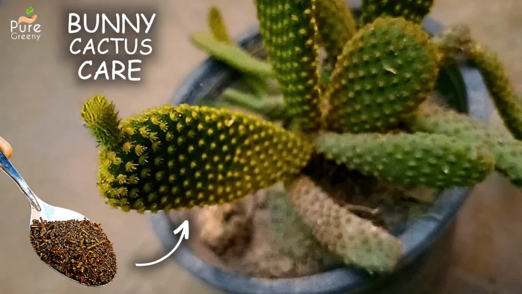 How-to-Care-For-Bunny-Ear-Cactus? (7 EASY TIPS)