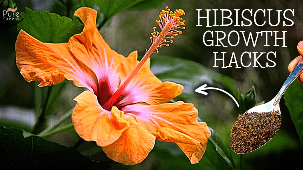 How-to-Grow-Hibiscus-Plant-Fast-(6-STEPS)