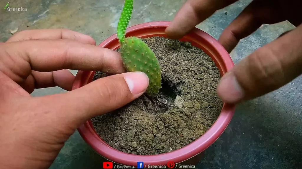 Planting-Bunny-cactus-Plant