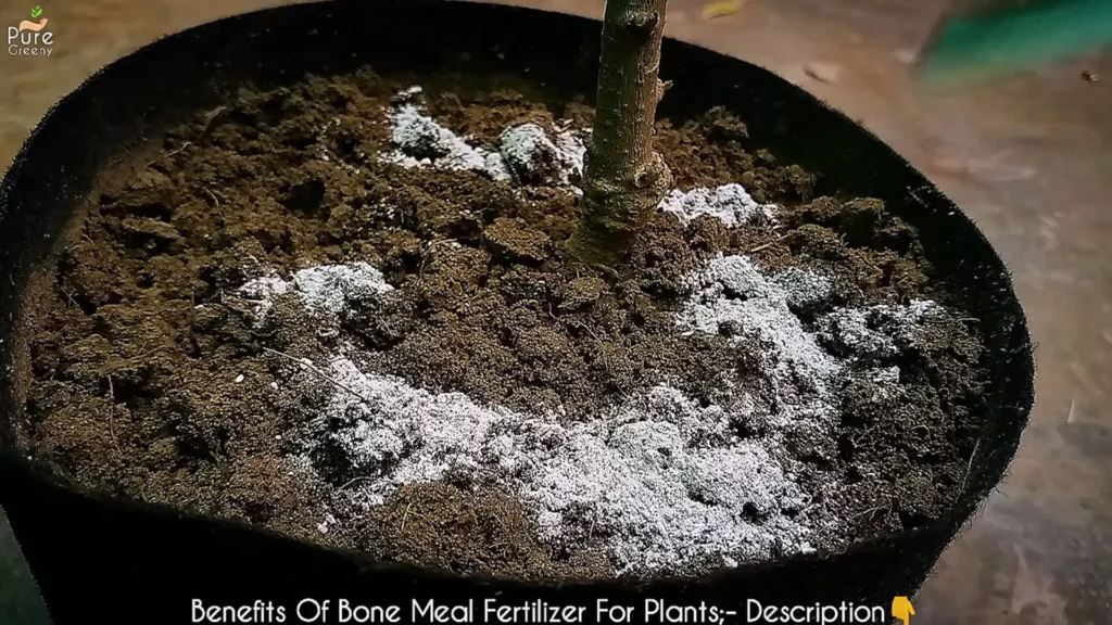 Adding Bone Meal in Jasmine Soil