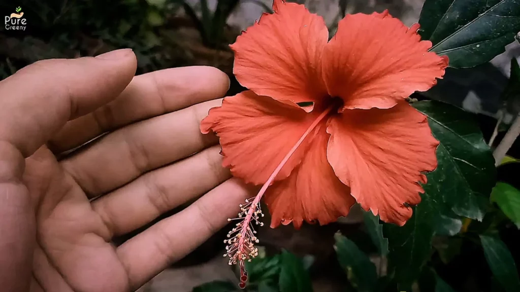 Orange-Hibiscus-Flower