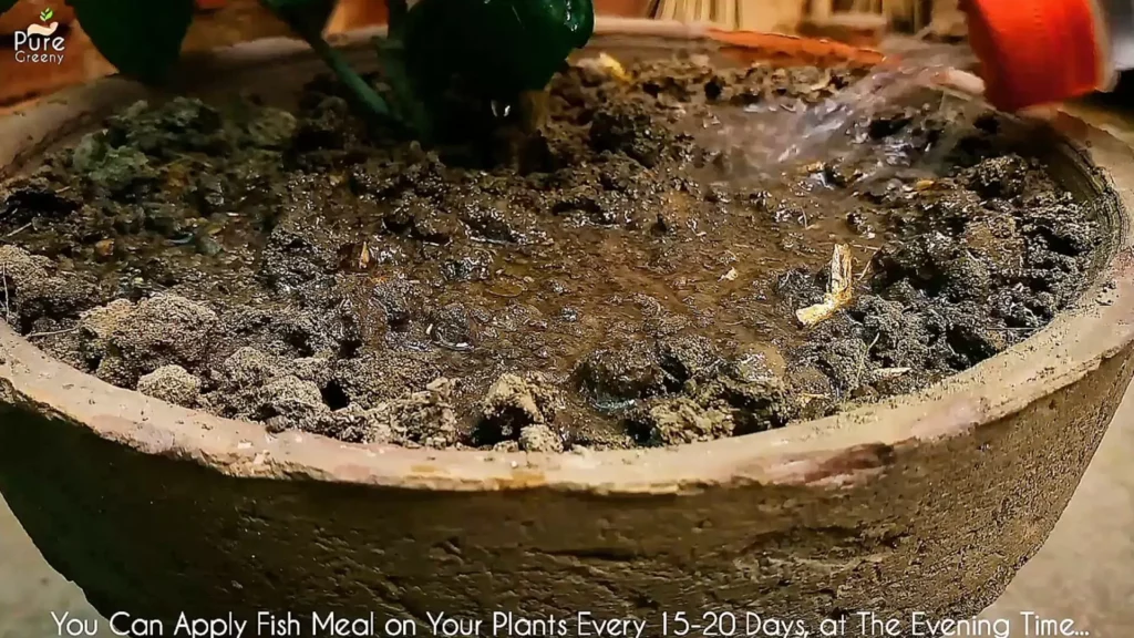 Watering After Applying Fish Meal
